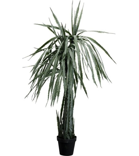 KARE roślina dekoracyjna DRAGON TREE 155  cm
