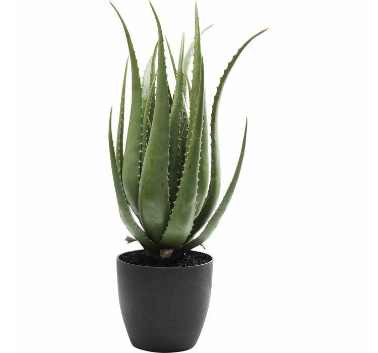 KARE roślina dekoracyjna ALOE 69 cm