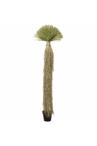 KARE roślina dekoracyjna YUCCA ROSTRATA   240 cm
