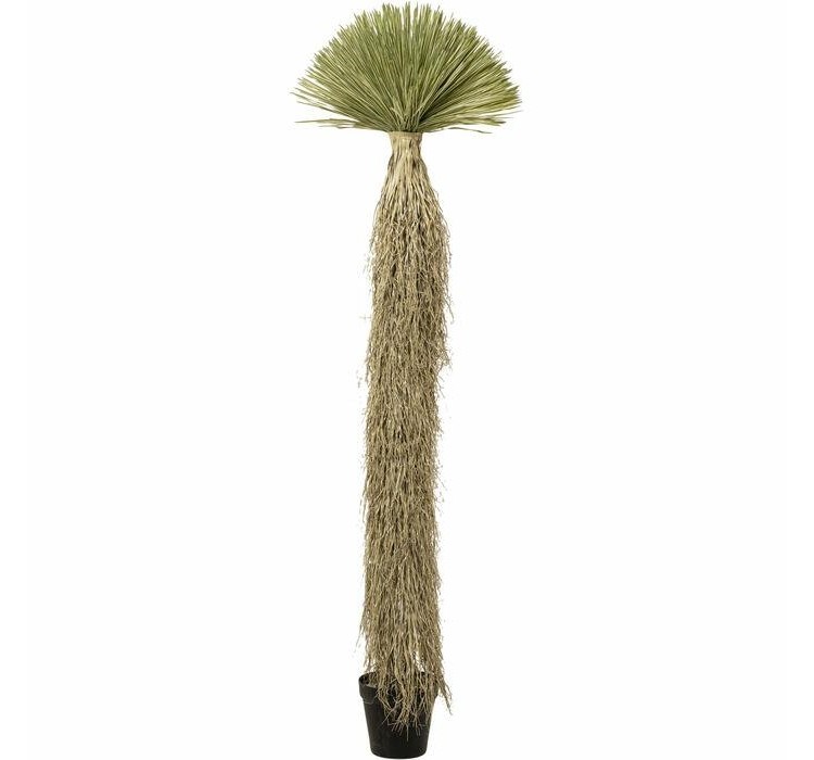 KARE roślina dekoracyjna YUCCA ROSTRATA   240 cm